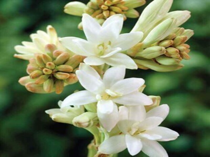 Polyanthes tuberosa